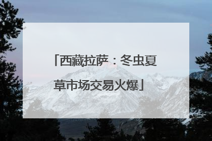 西藏拉萨：冬虫夏草市场交易火爆