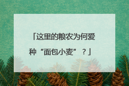 这里的粮农为何爱种“面包小麦”？