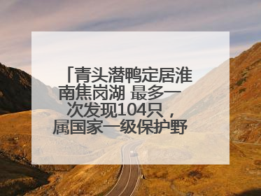 青头潜鸭定居淮南焦岗湖 最多一次发现104只，属国家一级保护野生动物