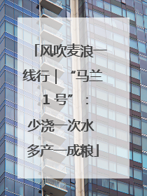 风吹麦浪一线行｜“马兰 1 号”：少浇一次水 多产一成粮