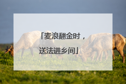 麦浪翻金时，送法进乡间