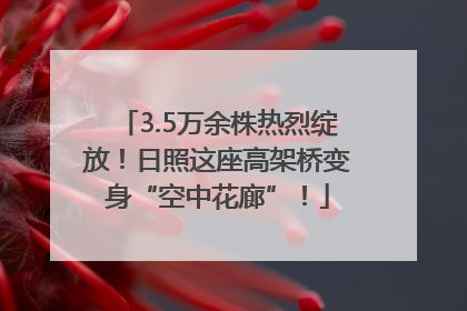 3.5万余株热烈绽放！日照这座高架桥变身“空中花廊”！